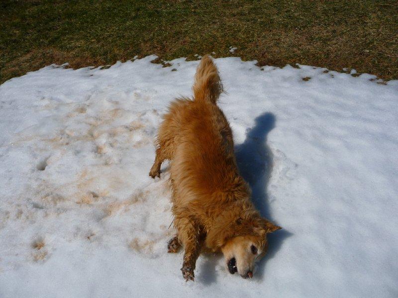 11 farm dog snow pic